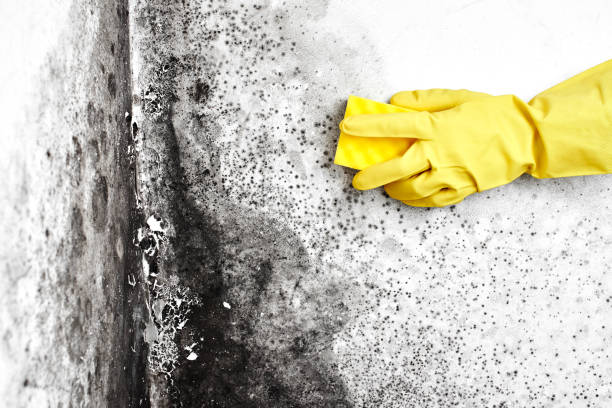 Professional Mold Remediation in Garden City, SC
