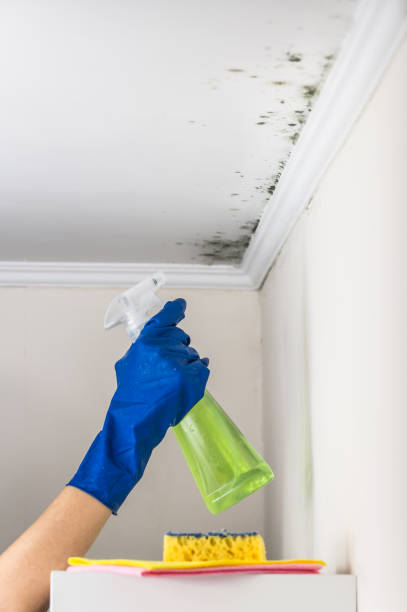 Best Mold Testing and Inspection Services in Garden City, SC